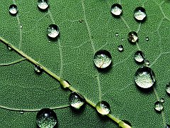 Raindrops on a Fallen Leaf